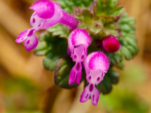 Картинка цветы