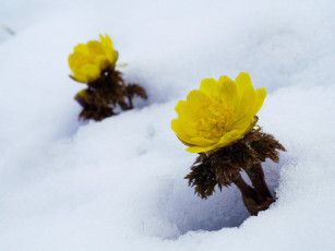 обоя цветы, анемоны, адонисы