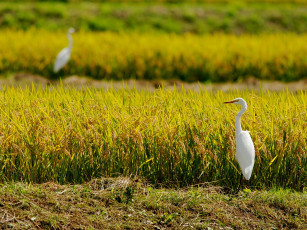 Картинка животные цапли