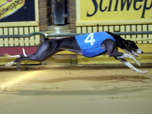 Картинка животные собаки