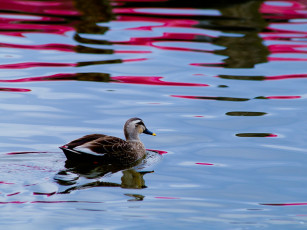 Картинка животные утки