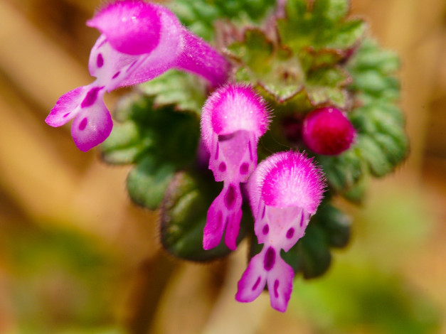 Обои картинки фото цветы