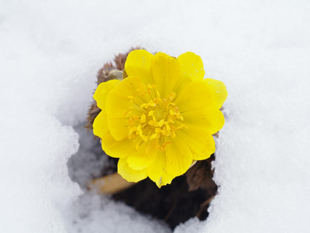 Обои картинки фото цветы, анемоны, адонисы