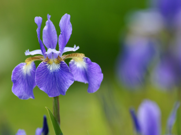 Обои картинки фото цветы, ирисы