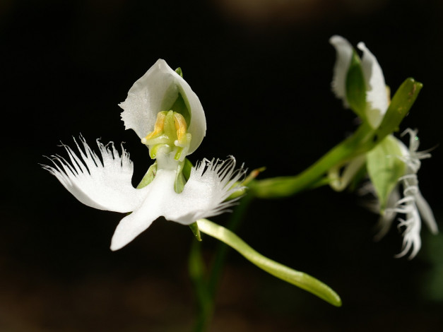 Обои картинки фото цветы, орхидеи