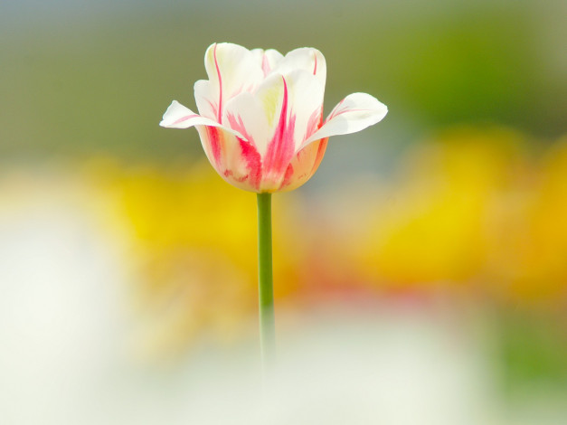 Обои картинки фото цветы, тюльпаны