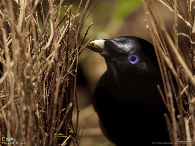 Обои картинки фото животные, птицы