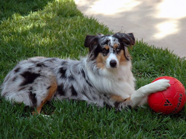 Обои картинки фото животные, собаки