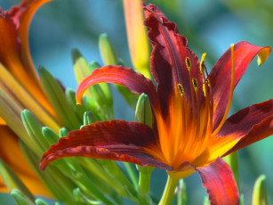 Картинка цветы лилии лилейники лилейник