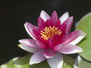 Картинка цветы лилии водяные нимфеи кувшинки кувшинка