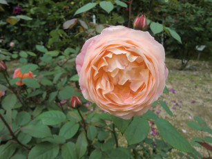 Картинка цветы розы