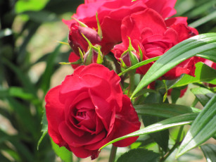 Картинка цветы розы зелень бутоны