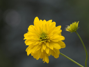 Картинка цветы рудбекия гелиопсис