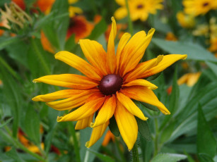 Картинка цветы рудбекия желтый