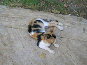 Картинка животные коты кошка