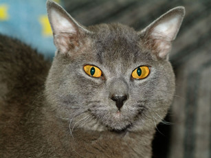 Картинка животные коты серый