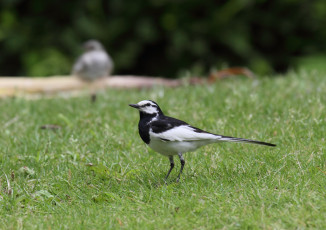 Картинка животные Чайки бакланы крачки трава птица