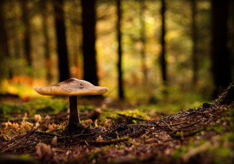 Картинка природа грибы