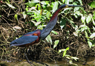 Картинка костариканская цапля животные цапли синий клюв