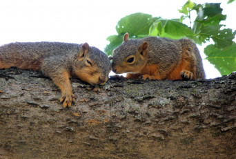 Картинка животные белки сон двое