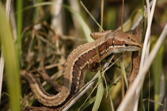 Картинка животные Ящерицы игуаны вараны трава ящерица