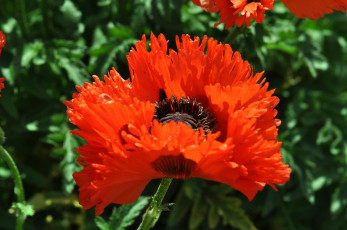 Картинка цветы маки большой красный