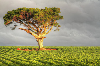 Картинка природа деревья