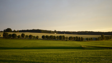 Картинка природа поля деревбя