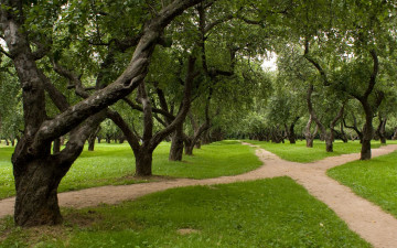 Картинка природа деревья коломенское