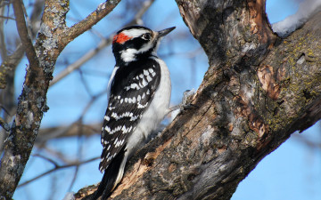 Картинка животные дятлы птица дерево