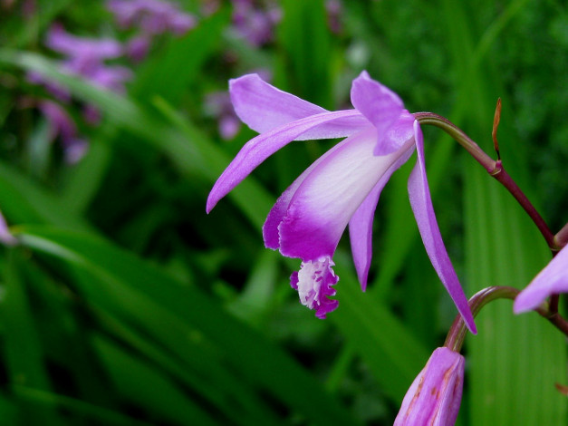 Обои картинки фото цветы, орхидеи