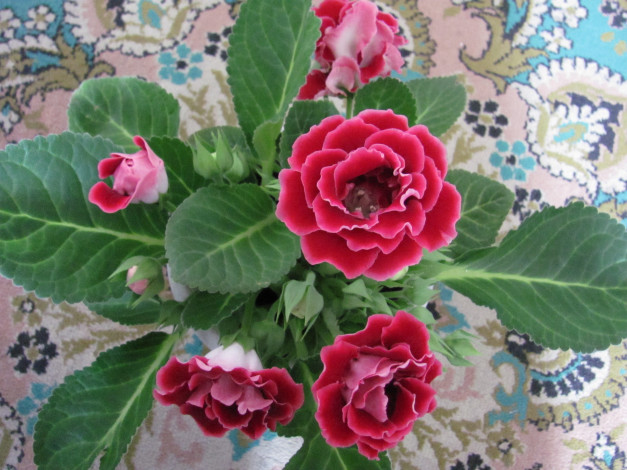 Обои картинки фото синингия, цветы, глоксиния, синнингия, красные, много, бутонов, зеленые, листья