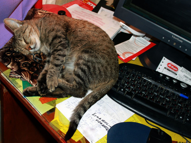 Обои картинки фото животные, коты, владимир, шигаев