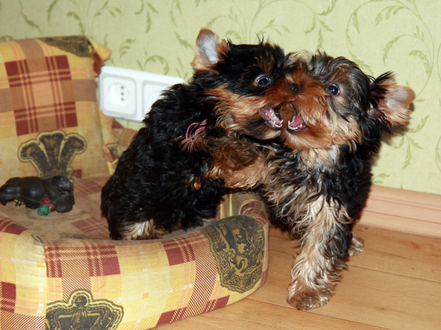 Обои картинки фото животные, собаки, владимир, шигаев