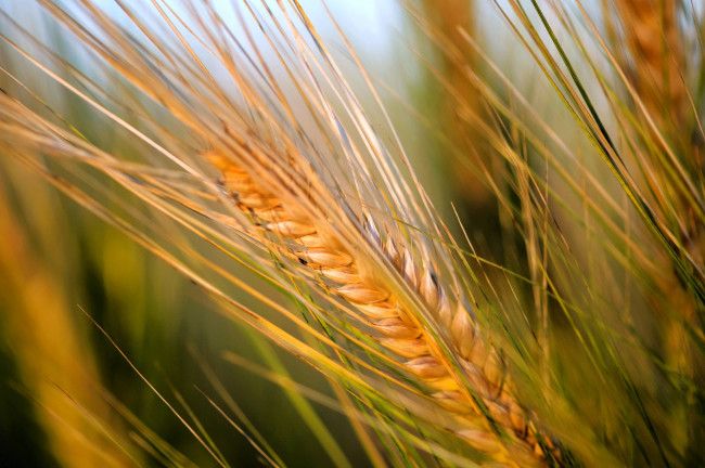 Обои картинки фото природа, макро, желтый, колос