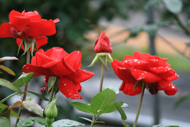 Обои картинки фото цветы, розы