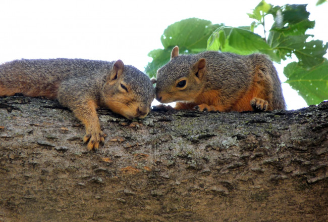 Обои картинки фото животные, белки, сон, двое
