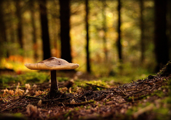 Обои картинки фото природа, грибы