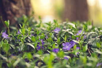 Картинка цветы барвинок сиреневый листочки