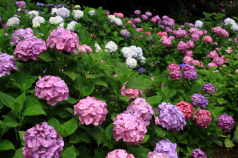 Картинка цветы гортензия