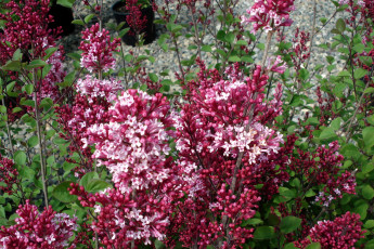 Картинка цветы сирень