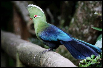 Картинка турако животные разноцветный хохолок