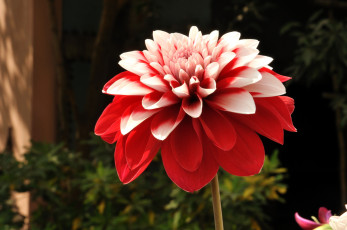 Картинка цветы георгины