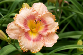 Картинка цветы лилии лилейники лепестки кремовый