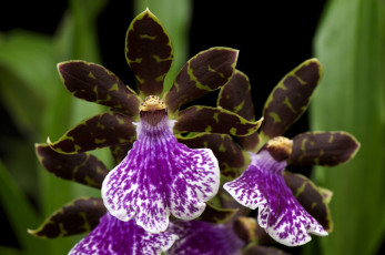 Картинка цветы орхидеи экзотика