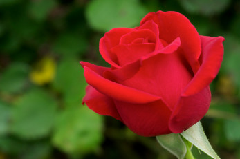 Картинка цветы розы красный яркий