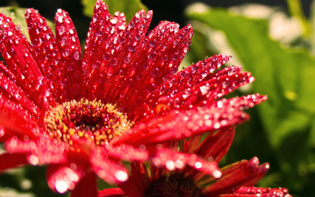 Обои картинки фото цветы, герберы, красный, капли, мокрый