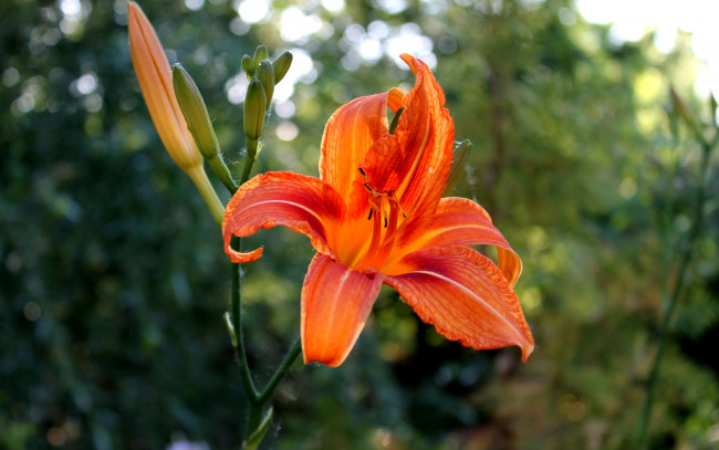 Обои картинки фото цветы, лилии, лилейники, лилия, макро