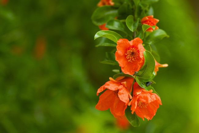 Обои картинки фото цветы, цветущие, деревья, кустарники, гранат