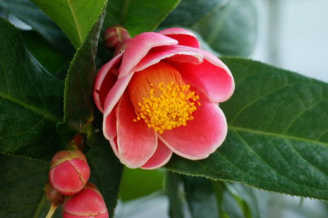 Обои картинки фото цветы, камелии, ветка, красный